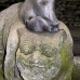 monkey_macaque_balinese_mf_ubud_v_0649_bal0659.jpg